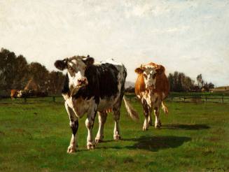 Two Cows in the Pasture
