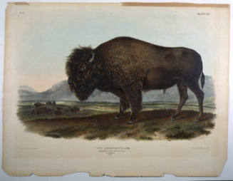 American Bison or Buffalo, Plate LVI, from The Viviparous Quadrupeds of North America