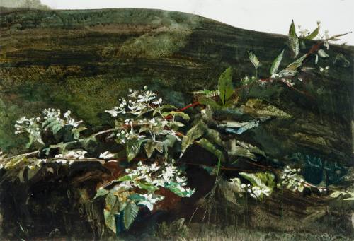 2010.9.12 Brambles-A.Wyeth.tif